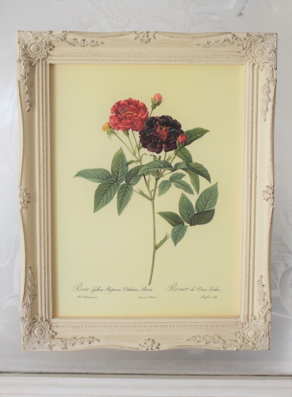 ピエール・ジョセフ・ルドゥーテの薔薇（ルドゥーテローズ）のフレンチ