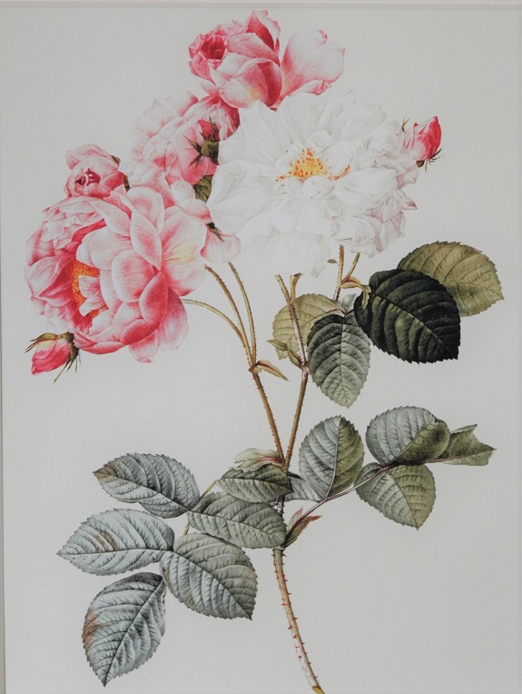 ピエール・ジョセフ・ルドゥーテの描いた美しいオールドローズ、ロサ